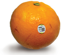 ĚȵļӛN 
